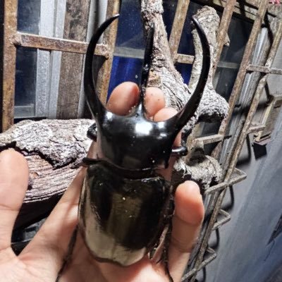 サワディー!僕はポテー、タイ出身の甲虫コレクターです🇹🇭 タイ南部の野生甲虫に詳しく、現地での採集ツアーも行っています(DMいつでもOK) この地域の甲虫の行動や生態に詳しく、 僕の経験が飼育者の皆さんにも役立てば嬉しいです! 📚 言語:TH・EN・JP(翻訳サポートあり)