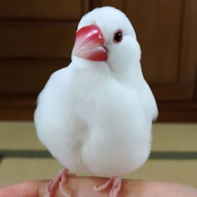 birdpitti Profile Picture