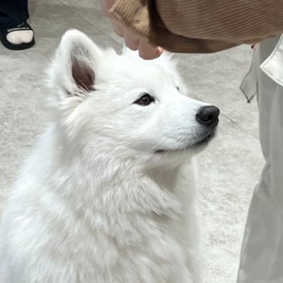 '00(25)/上智法法・SAfro FAmily22Tenor→CO夜間1年制(55回)/実は視能訓練士1年目/趣味→ちいかわ、サモエドカフェ、ボイトレ、資格マニア