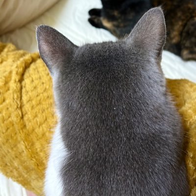 20↑。巨大感情関係大好き。47+sでは錫杖x薬箱。薬箱さん贔屓です/FGO太公望推し/メギド祖09/寿司/スパロボシリーズ/TFシリーズ大帝司令派/グオメ😈👼/ゲ謎💧👁️/血界ステクラ 広く浅くなんか色々