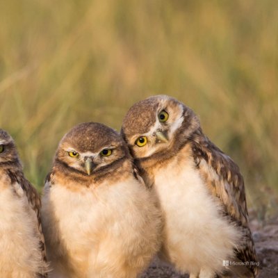 azusa_cafeteria's profile picture. #RocketLeague / C3 / @RL_Cafeteria