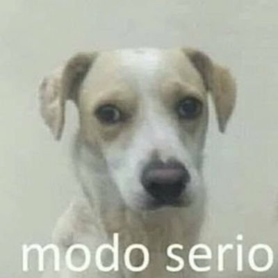 galego_adm's profile picture. 