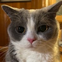 모모즈 (@klalaar) 's Twitter Profile