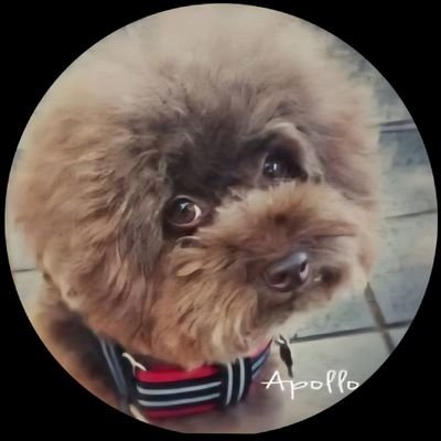 uu_apollo's profile picture. 💘 好き！と日常ごちゃ混ぜ～
　　　　　　　　　　　　　　　　　　　　　　　　　めっちゃ大人👩‍🦳🐶✌ 【LDH全般】🔥👊⚡🍑Ⓜ️/ 💚/🐺 /🚀【K-POP】SKZ ☆その他/オールジャンル音楽🎧＆Dance(観るの)好き【動物好き】もふもふ系好き/キャラクターマスコット好き