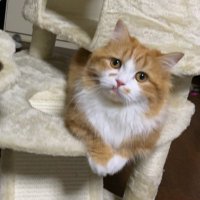 もこ♡ (@1019loop) 's Twitter Profile