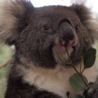 makeo (@makeo_dev) 's Twitter Profile Photo