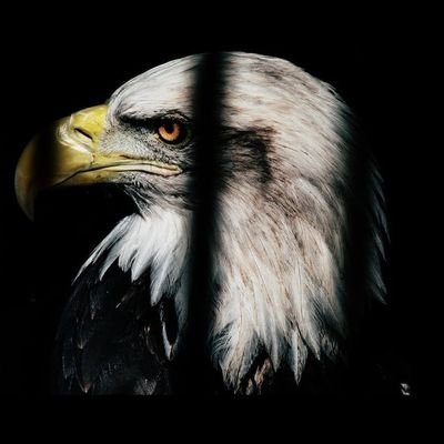 2EagleEyes2's profile picture. 