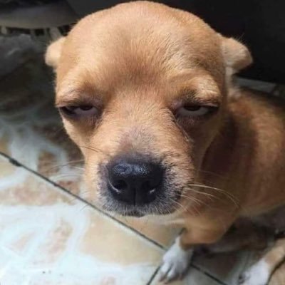 carpompomi's profile picture. 구독하게 해 주세요…… 😅🫰💕