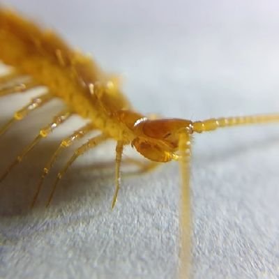 生き物と特撮と恐竜、ゲームが好き
色んなムカデ、ゲジ、ダンゴムシ、クモ、ヤスデ、ゴミムシ、洞窟性生物、カニなどを飼育、採集しています。ゲジムカデの分類したい…
東京農大 昆虫学研究室