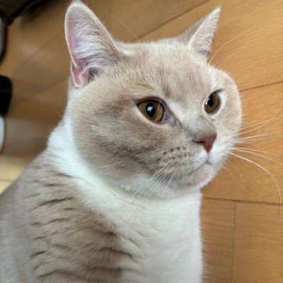 新田康弘さんのプロフィール画像
