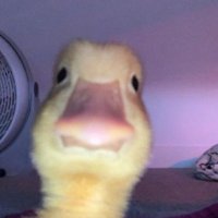 Quack (@duc_quacki) 's Twitter Profile