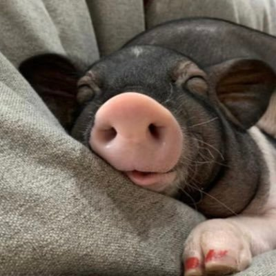 shinimozue53357's profile picture. Living in In the Library. Passionate about crypto.