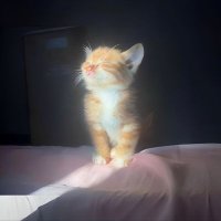 Riri_nftʕ•ᴥ•ʔ (@nothergirly) 's Twitter Profile Photo Riri_nftʕ•ᴥ•ʔ (@nothergirly) 's Twitter Profile Photo