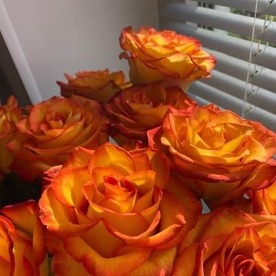 N00rTalaat's profile picture. 