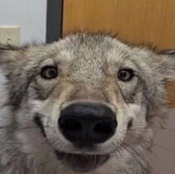 JTomTom21's profile picture. Shondo truly is Shondo of all Shondo