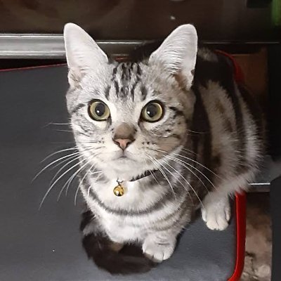 DADADADADA525's profile picture. 妻と子供（大学生）２人+猫２匹、持ち家１戸建（ローン完済）住みの JTC管理職。社畜生活33年、定年まであと2年だけど早期リタイヤしたい今日この頃。退職後も今の生活水準を維持できるよう高配当株、投信を少しづづ集めています。配当に目がくらんだMSTY,COYY, ULTY,TSYYは失敗かな。