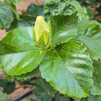 NBukgadae's profile picture. 