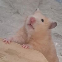 Mumuuuuuuu (@mmeow_muu_02) 's Twitter Profile