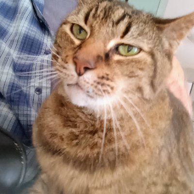 melintexas Profile