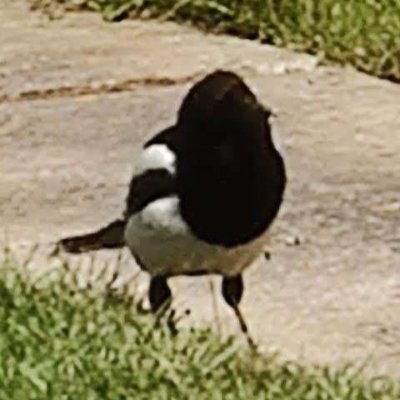 Flightmonkey901's profile picture. Lov ebit o bler I do