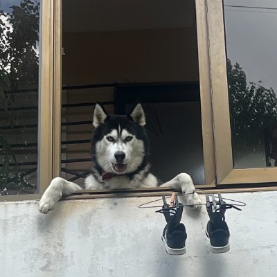 D O G S | A R C H I V E S | F I L M S | F O O D