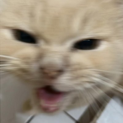 y_eeeeet's profile picture. meow roar woof
