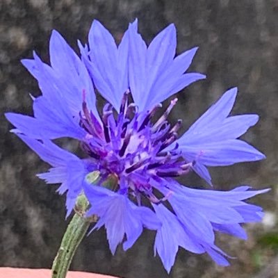 水無月さんのプロフィール画像