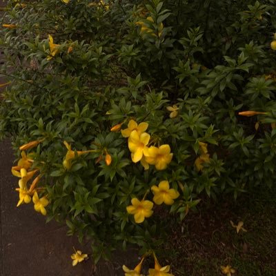 ppjornson6543's profile picture. #dek69 คณะที่ใช่คือคะนะมุก้อบ ต้องการเพื่อนหลายอัตรา    mf dm 24/7 #planilstudy