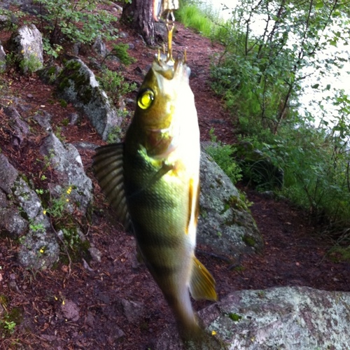 buchnut's profile picture. Avid NFL Fan just trying to keep up with the ever changing landscape of the game.