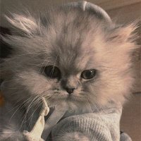 Cat (@m129nm) 's Twitter Profile