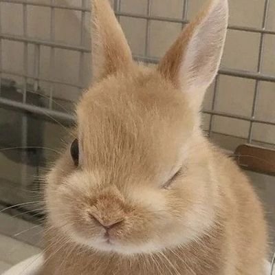 BnnRbbt's profile picture. Lttl bnn rbbt 🐇