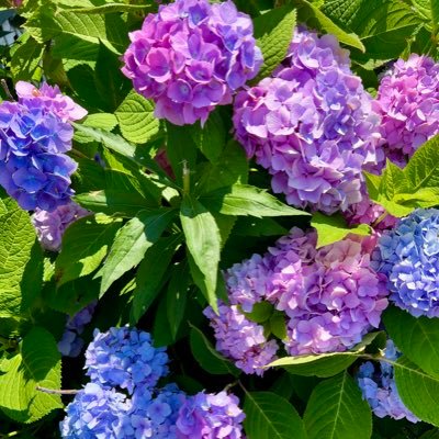 sandi_sturgill's profile picture. 