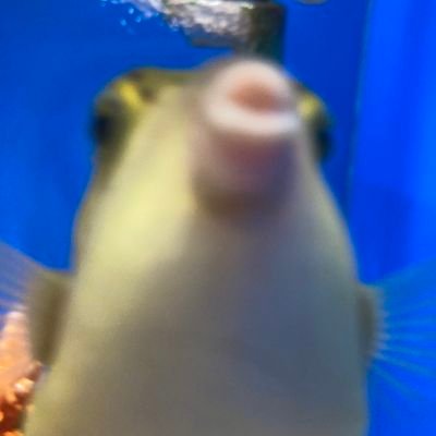 naniwa_sitennou's profile picture. 