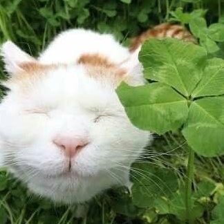 sigmapenis98's profile picture. 