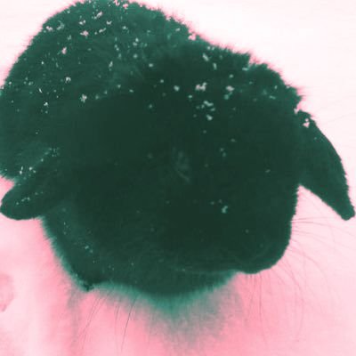 emizeru's profile picture. they it he. plural, audhd ☆ the rabbit profile picture guy. its mostly retweets and replies ⚧︎ 🏳️‍⚧️🦨 ᜊ( ' ⩊ ' )ᜊ