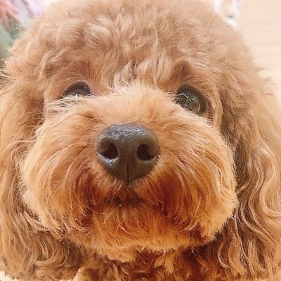 最近知り最近落ちた新参