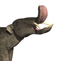 The_Curious_Lion (@thecurious_lion) 's Twitter Profile