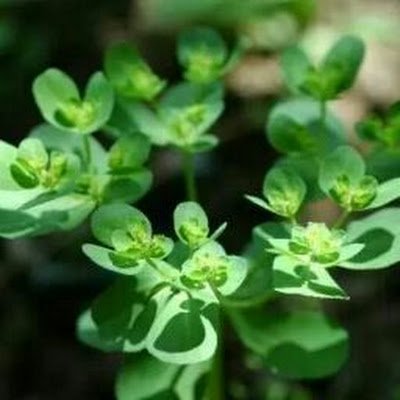 生物多样性调查