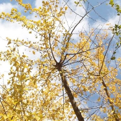 普通の会社員です。療養中です。勇気ある発信をされている方を応援し、私も少しでも発信できるようにしたいです! すべては必然・必然・ベスト。突然フォローしてすみません。#嘘をつかない #日本を健康に