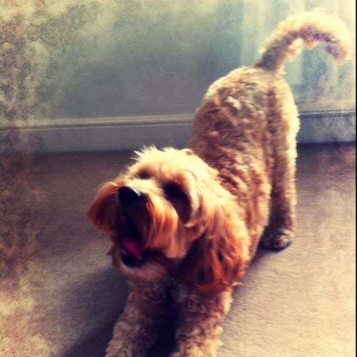 Doobztube's profile picture. a nutty cockapoo obsessessed with sniffing, the park and other pups!