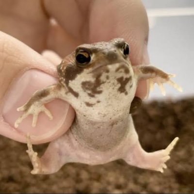 アメフクラRayちゃま☆さんのプロフィール画像