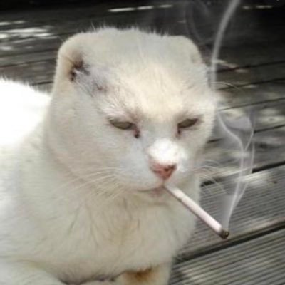 cincodegato1's profile picture. ☧