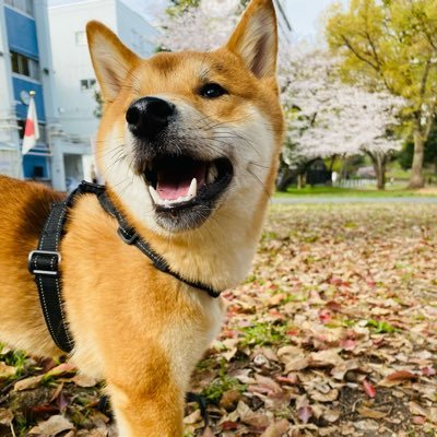 Maize_2's profile picture. 🇨🇳元ニュース編集者 → 🇯🇵一橋大留学→ 訪日インバウンド誘客／越境EC → RUNTEQ33期 → 30代で未経験エンジニア転職 → ソフトウェアエンジニア3年目｜人生の可能性を広げ続けたい