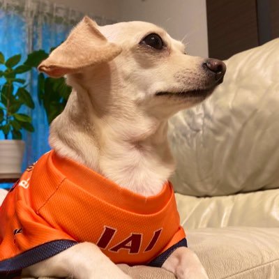 清水エスパルスを応援しています‼️ポジティブなメッセージで後押しするよꉂꉂ📣 サンバのリズムに魅了されました🍊年イチの遠征&観光旅が楽しみ✨️Jリーグ最高だろっ😆🧡 #エスパルス犬部 #いぬ部 🐶🐾#エスパルスビール部 🍻