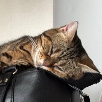 猫の叫び (@wr14138) Twitter profile photo