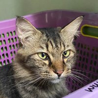 dina (@fomsoyre) 's Twitter Profile