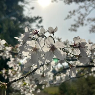 みどりのだるまさんのプロフィール画像