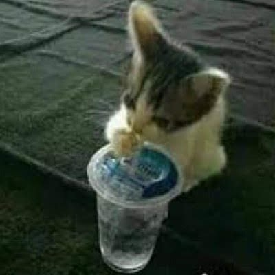 the special one. the meower. the silly. the wise. featured in many of the greatest threads of the last few years of this site. sfw, treat me like a cat