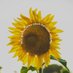 Petrichor_Mint (@hnxchl) Twitter profile photo Petrichor_Mint (@hnxchl) Twitter profile photo