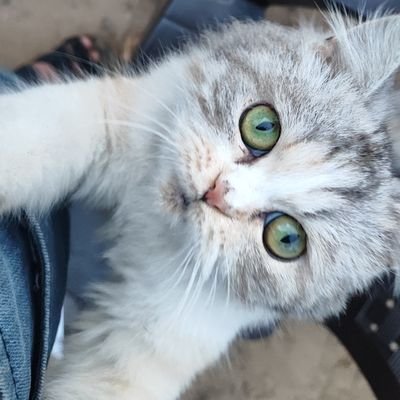 aboodoovf's profile picture. Witnessing the untold stories of Gaza | Real voices, raw truths | Documenting human struggle & resilience | No filter, just reality